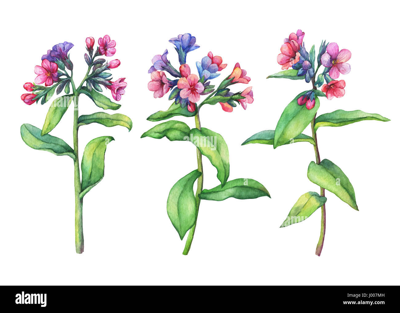 Set of first spring wild flowers - Dark lungwort medicinal (Pulmonaria officinalis). Hand drawn watercolor painting on white background. Stock Photo