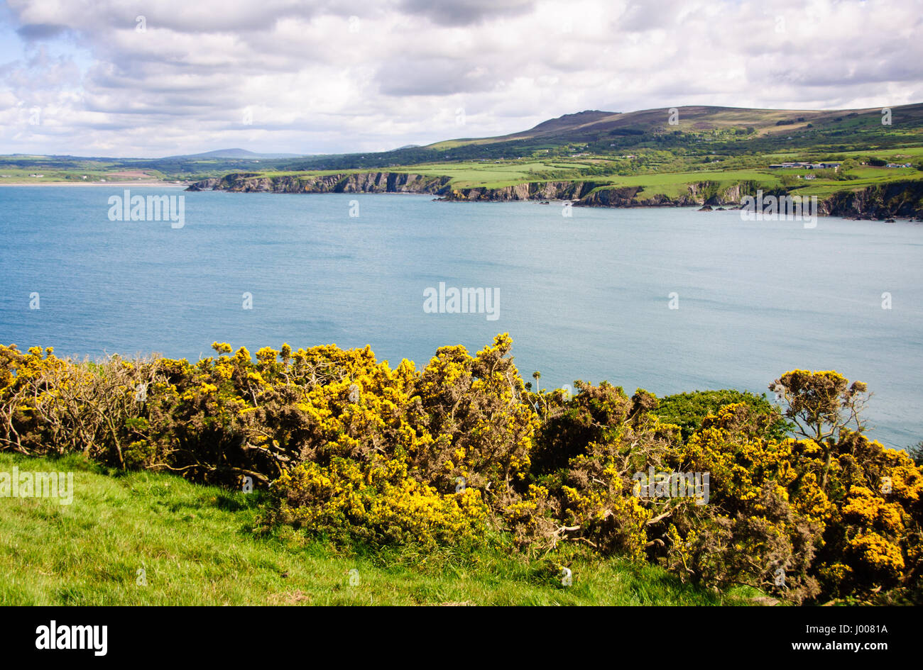 Gorse flowers line clifftops above the sea at Newport Bay, seen from
