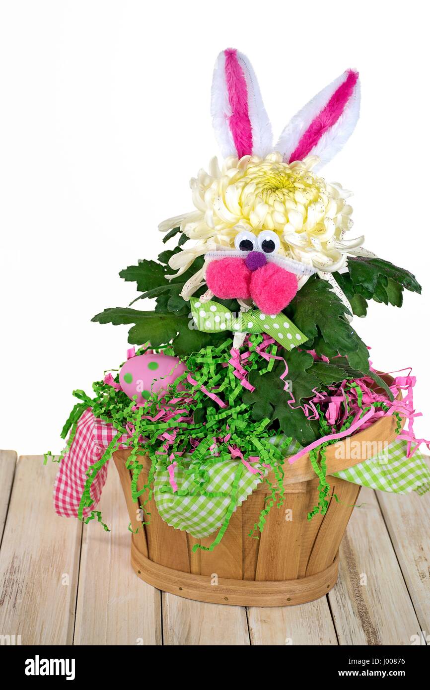 Easter bunny chrysanthemum with polka dot egg in wooden basket Stock Photo