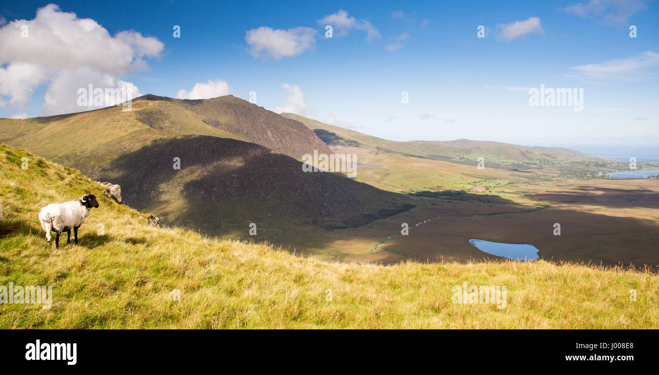 A sheep looks out across a green glacial valley from the mountains of Ireland's Dingle Peninsula, with Brandon Mountain behind. Stock Photo