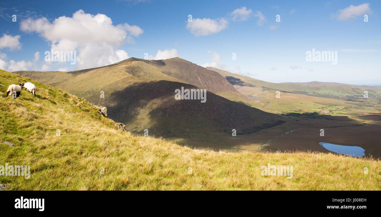 Sheep graze on moorland above the Conor Pass through the mountains of Ireland's Dingle Peninsula, with the spectacular view of Brandon Mountain and th Stock Photo