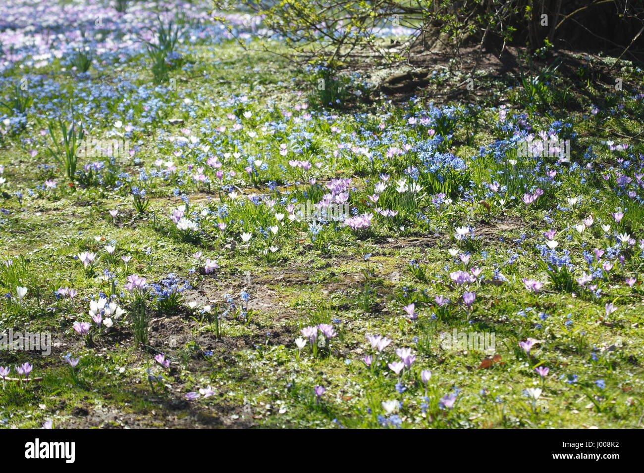 Flower Meadow in Spring Stock Photo