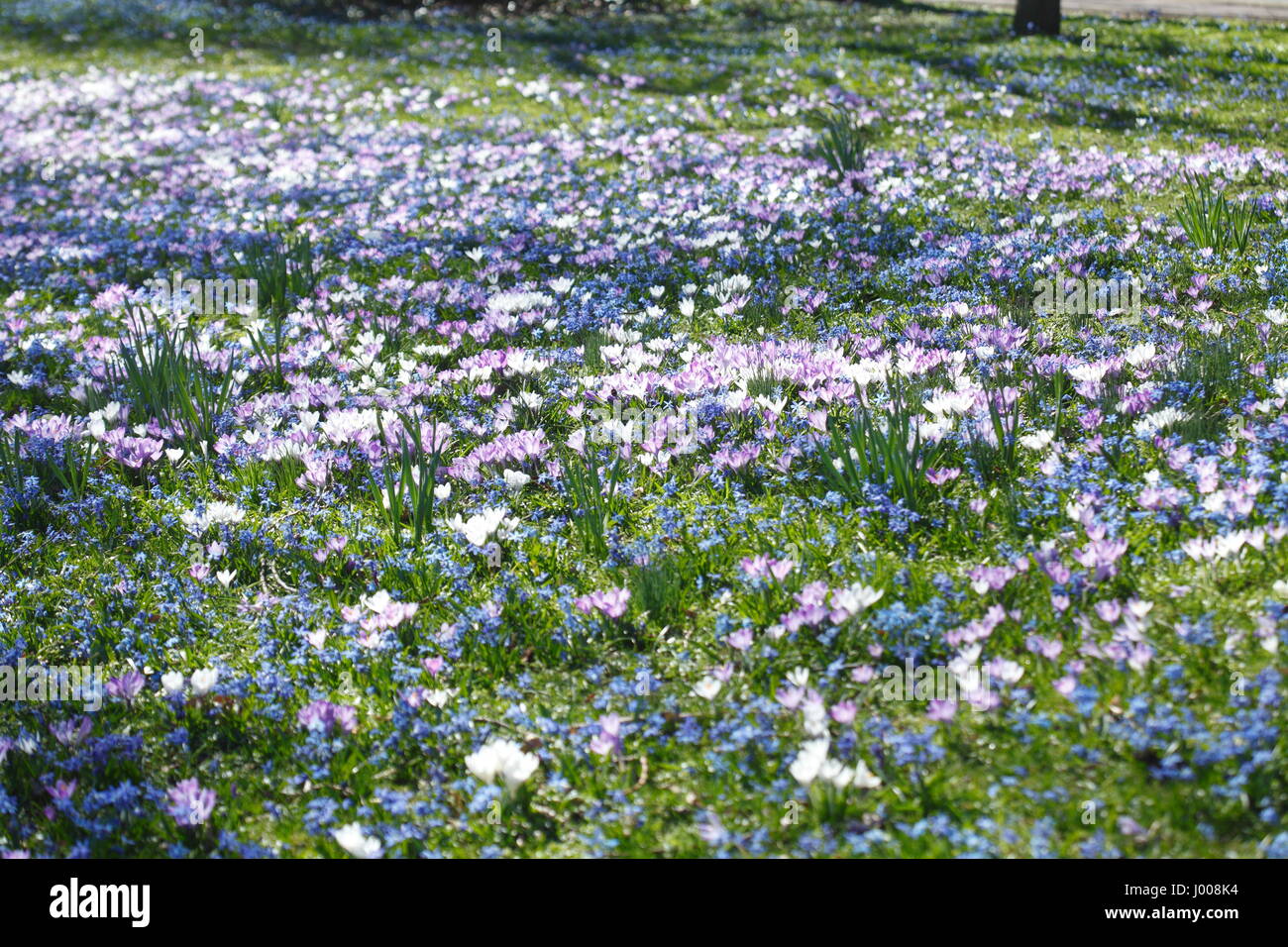 Flower Meadow in Spring Stock Photo