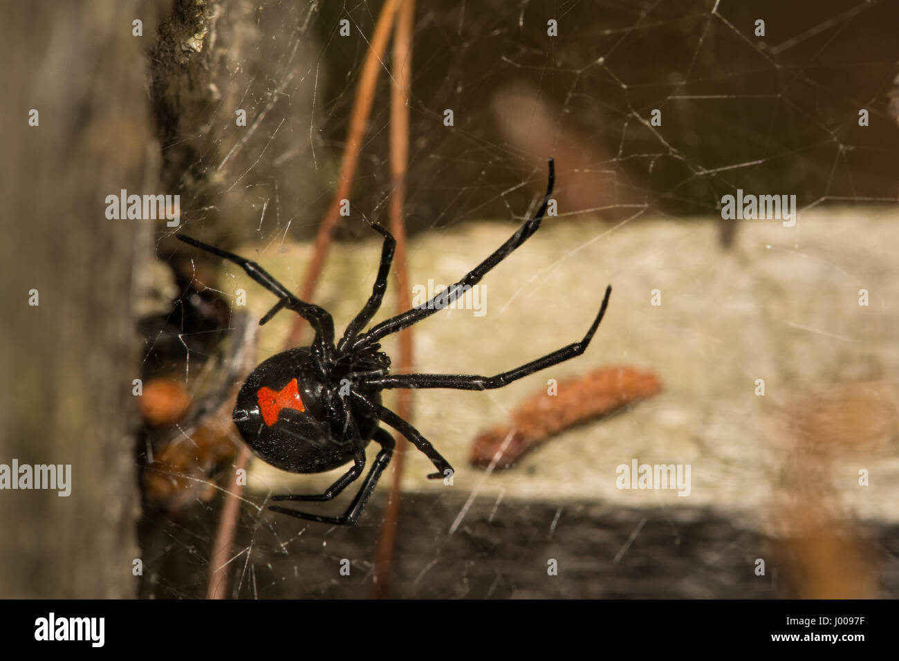 A close up of a Black Widow Spider hunting outside of her retreat at ...