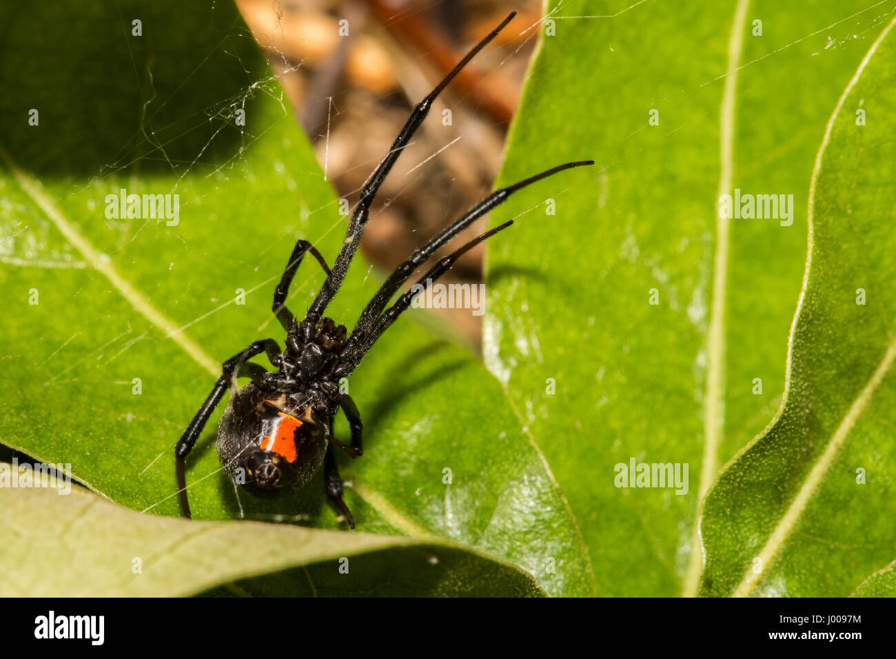A close up of a Black Widow Spider hunting outside of her retreat at ...