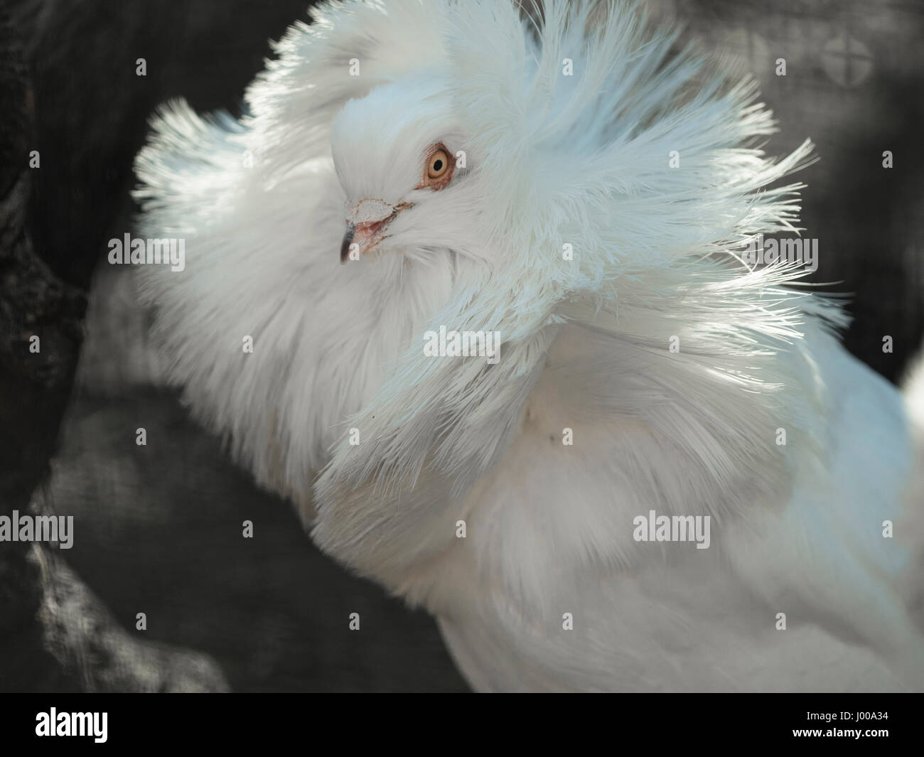 Jacobean pigeon is one of the oldest breeds Stock Photo