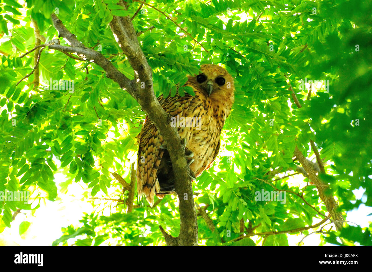 Pel's fishing owl (Scotopelia peli) in Malawi Stock Photo