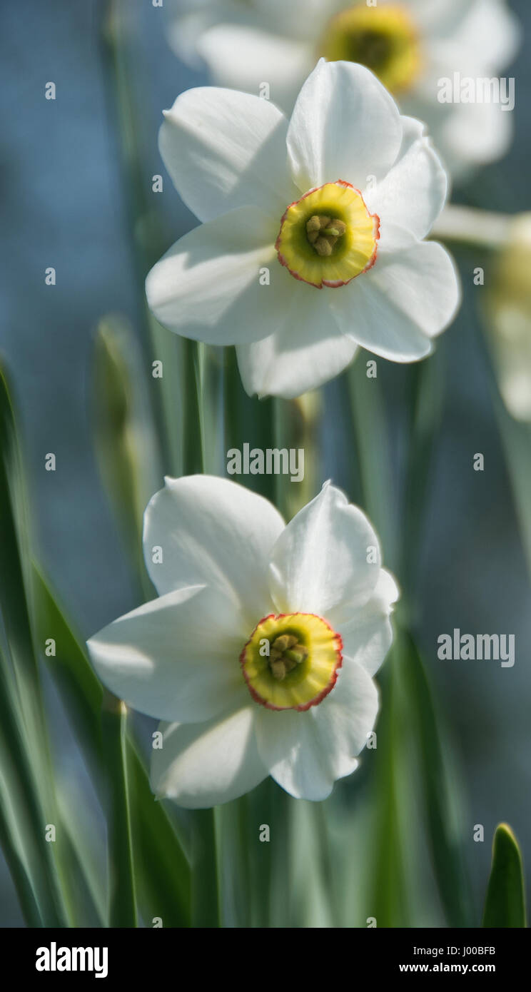 Narcissus 'Capability Brown' Stock Photo