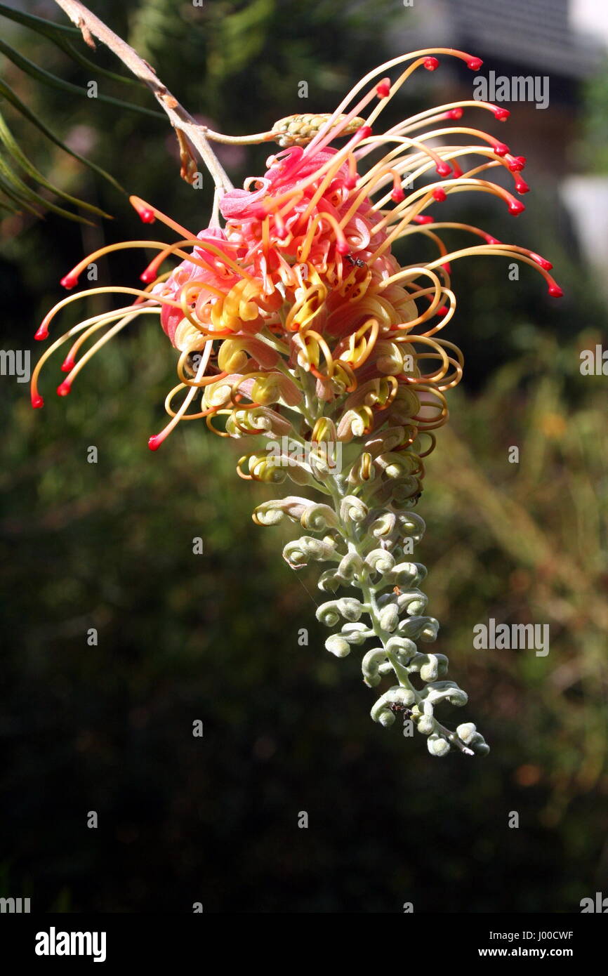 GREVILLEA MOLONGLO flower early stage Stock Photo