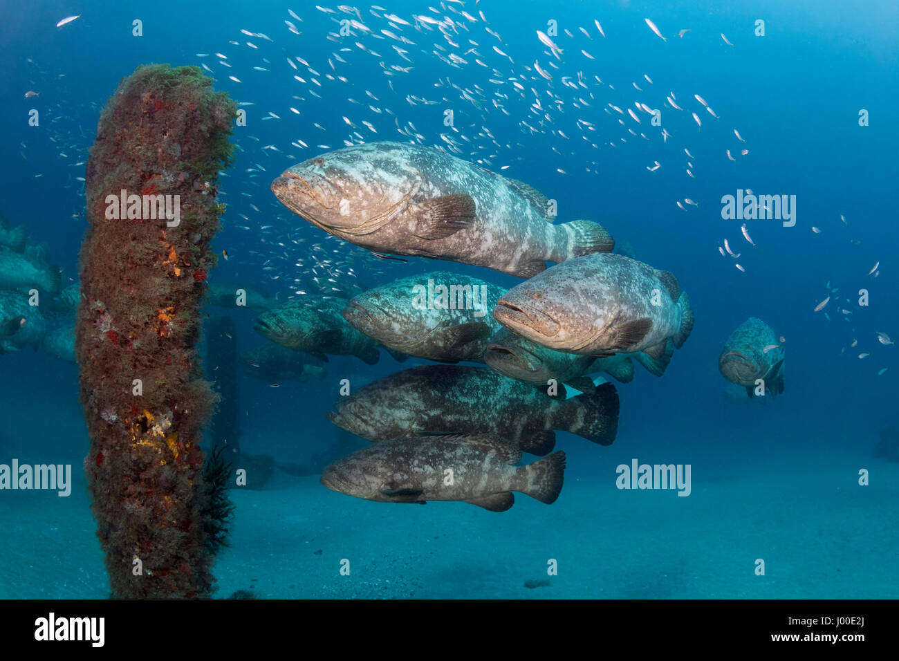 Atlantic goliath grouper Epinephelus itajara or Jewfish spawning aggregation Stock Photo