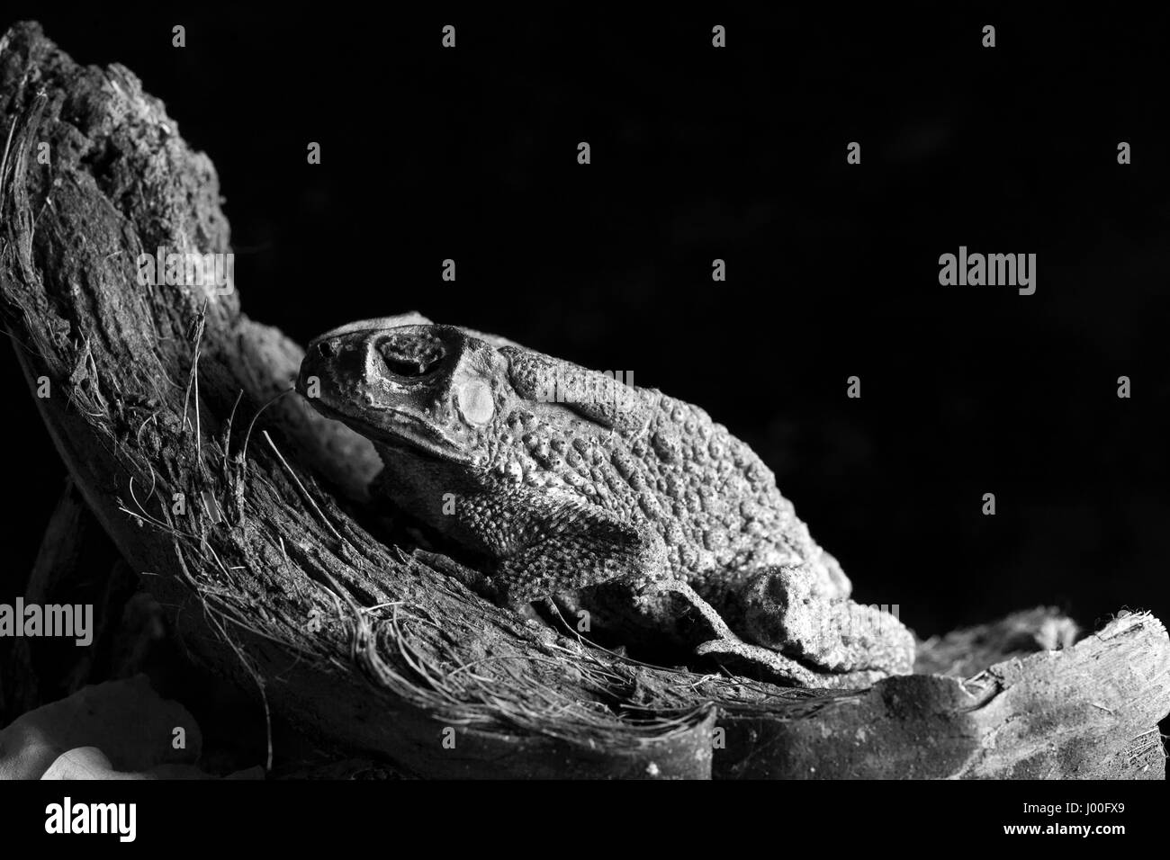 Black and white portrait of an asian toad Stock Photo