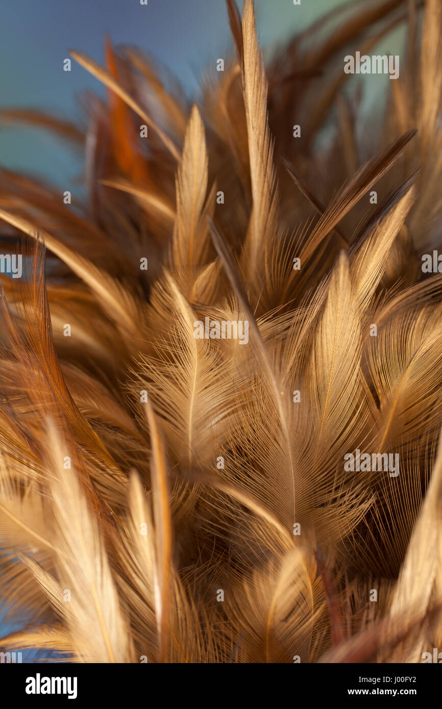 Closeup detail of chicken feathers on a duster Stock Photo