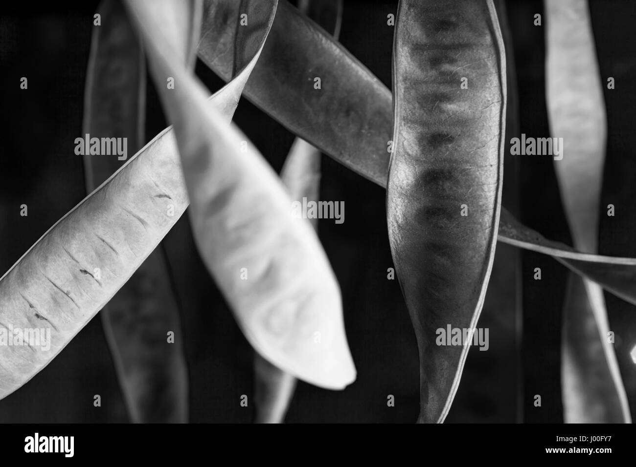 Curly acacia pods hanging together in black and white Stock Photo