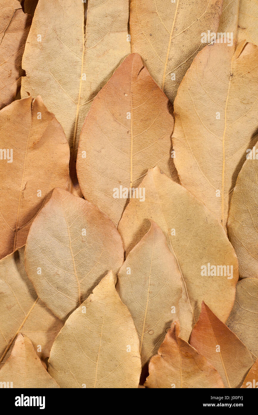 Closeup detail of dried aromatic bay leaves Stock Photo