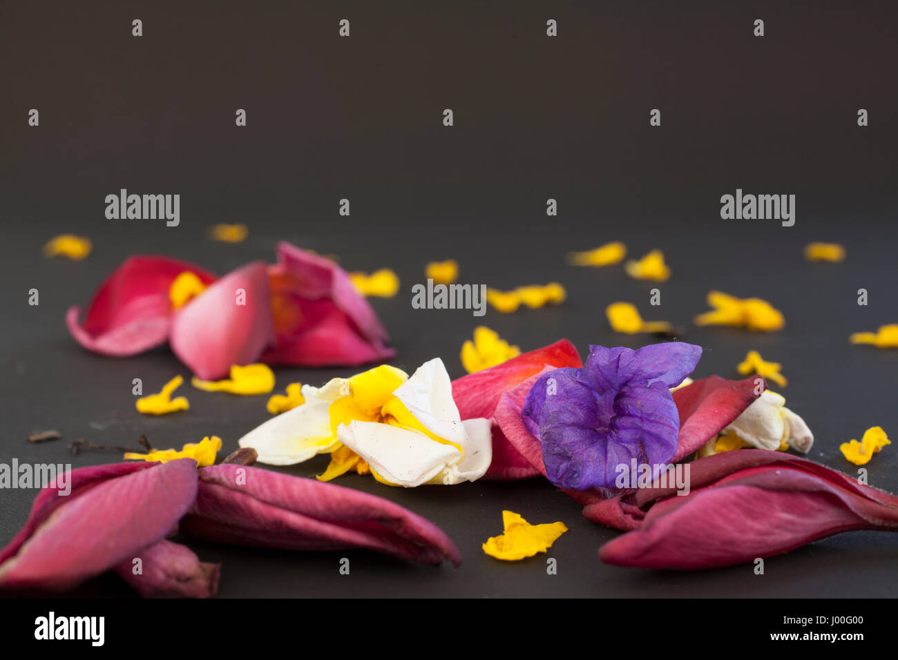 Mixed flowers fallen on a plain dark background Stock Photo