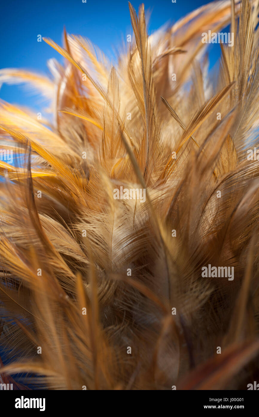 Chicken feather duster hires stock photography and images Alamy