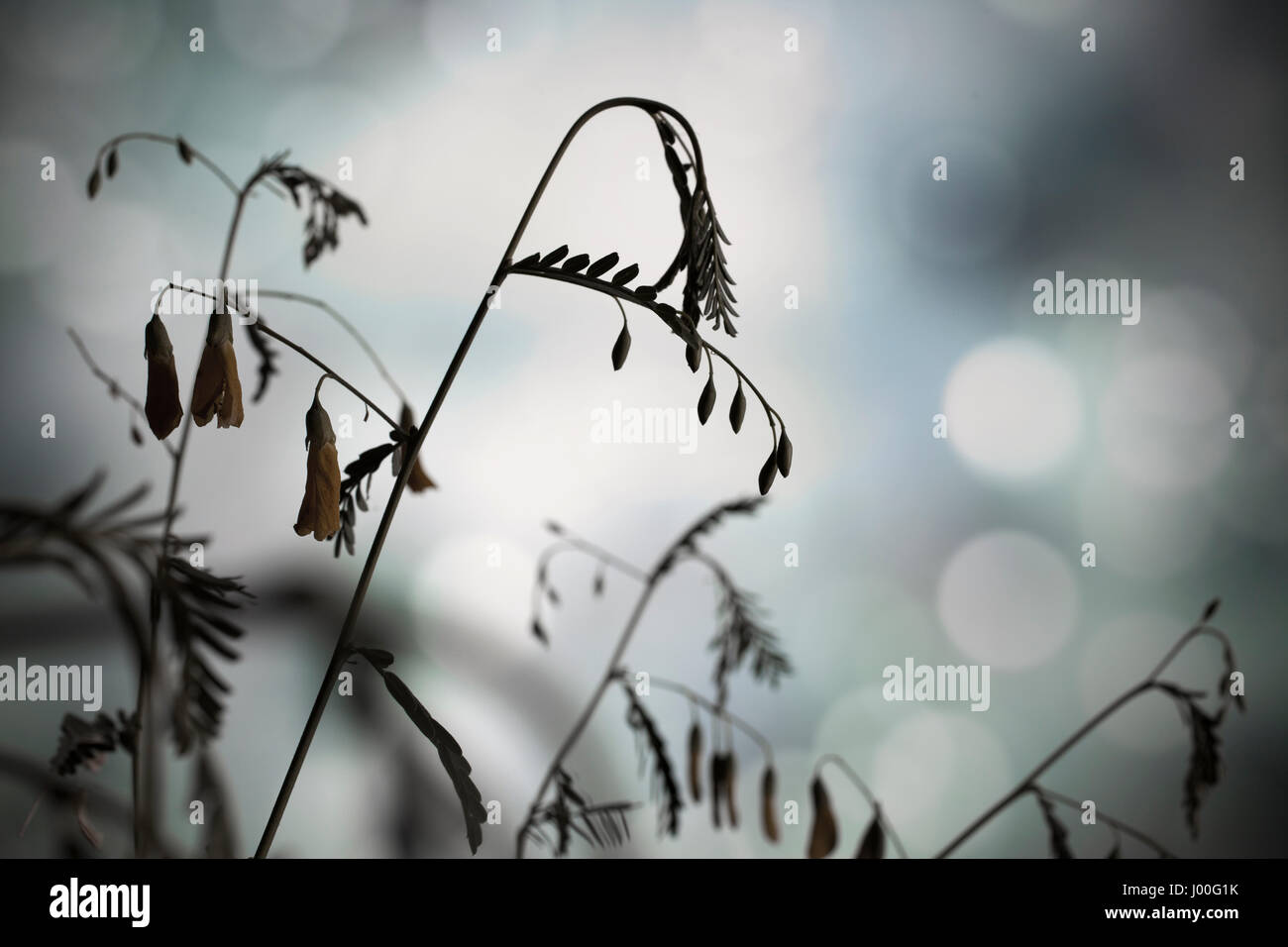 Silhouetted stems of a waterside legume plant Stock Photo