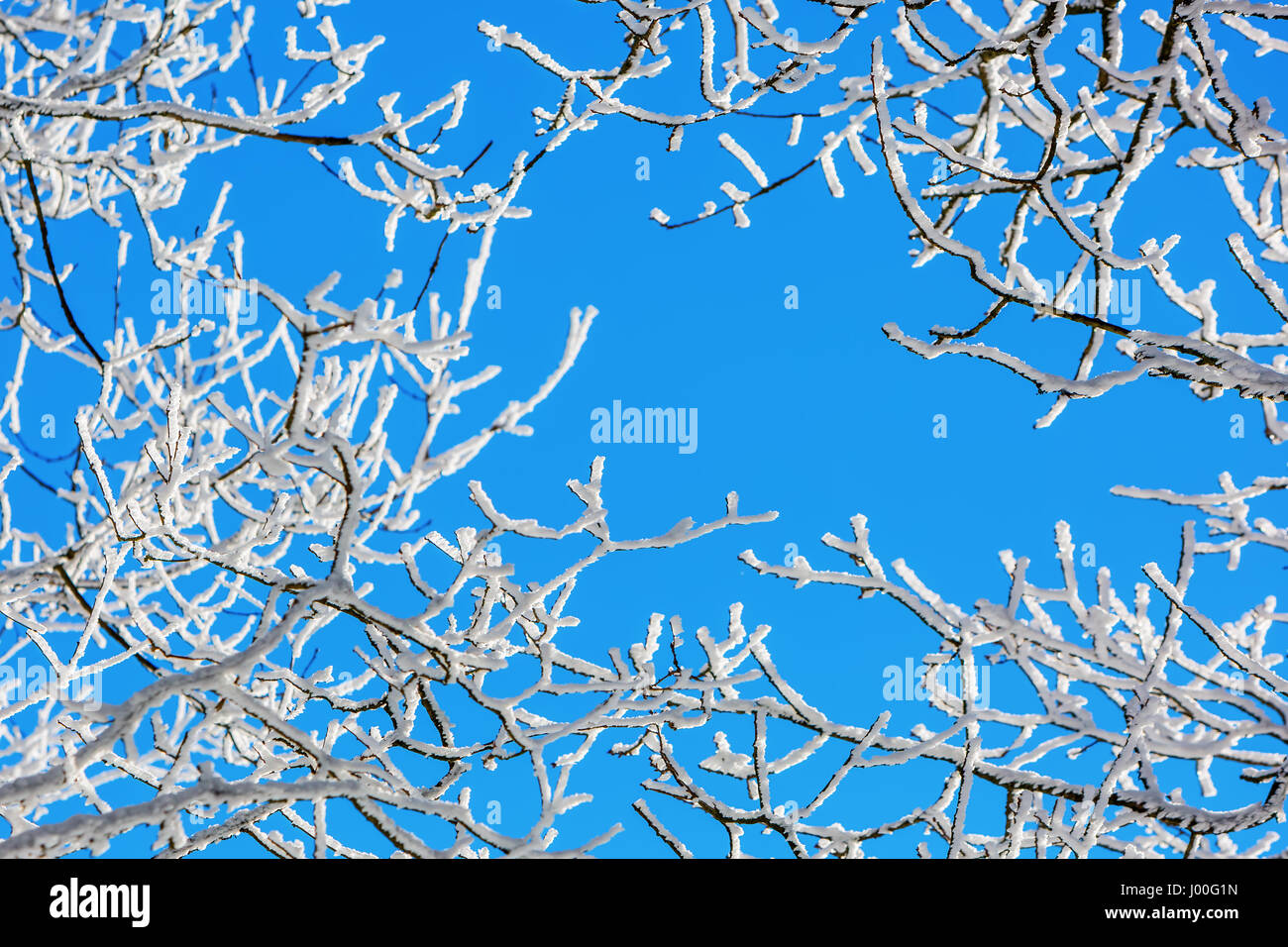 picture of snow covered branches of a tree Stock Photo - Alamy