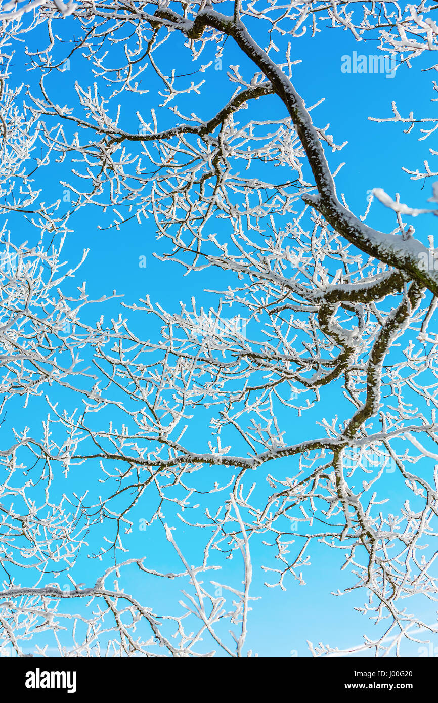 picture of snow covered branches of a tree Stock Photo - Alamy