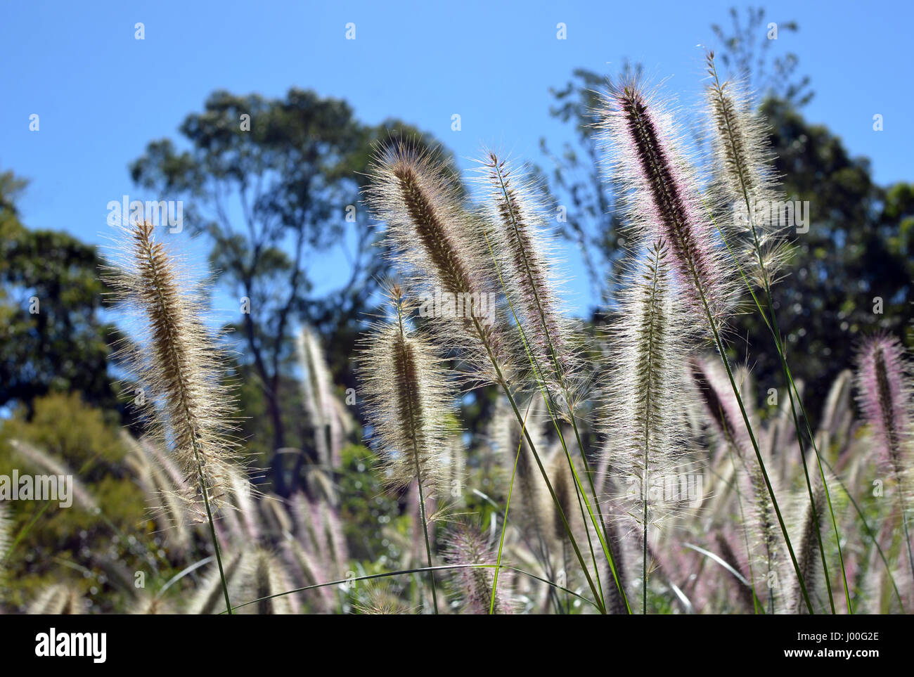 Sunlight shining through the feathery flowerheads of the native Australian grass Swamp Foxtail, Cenchrus purpurascens. Also known as Fountain Grass. Stock Photo