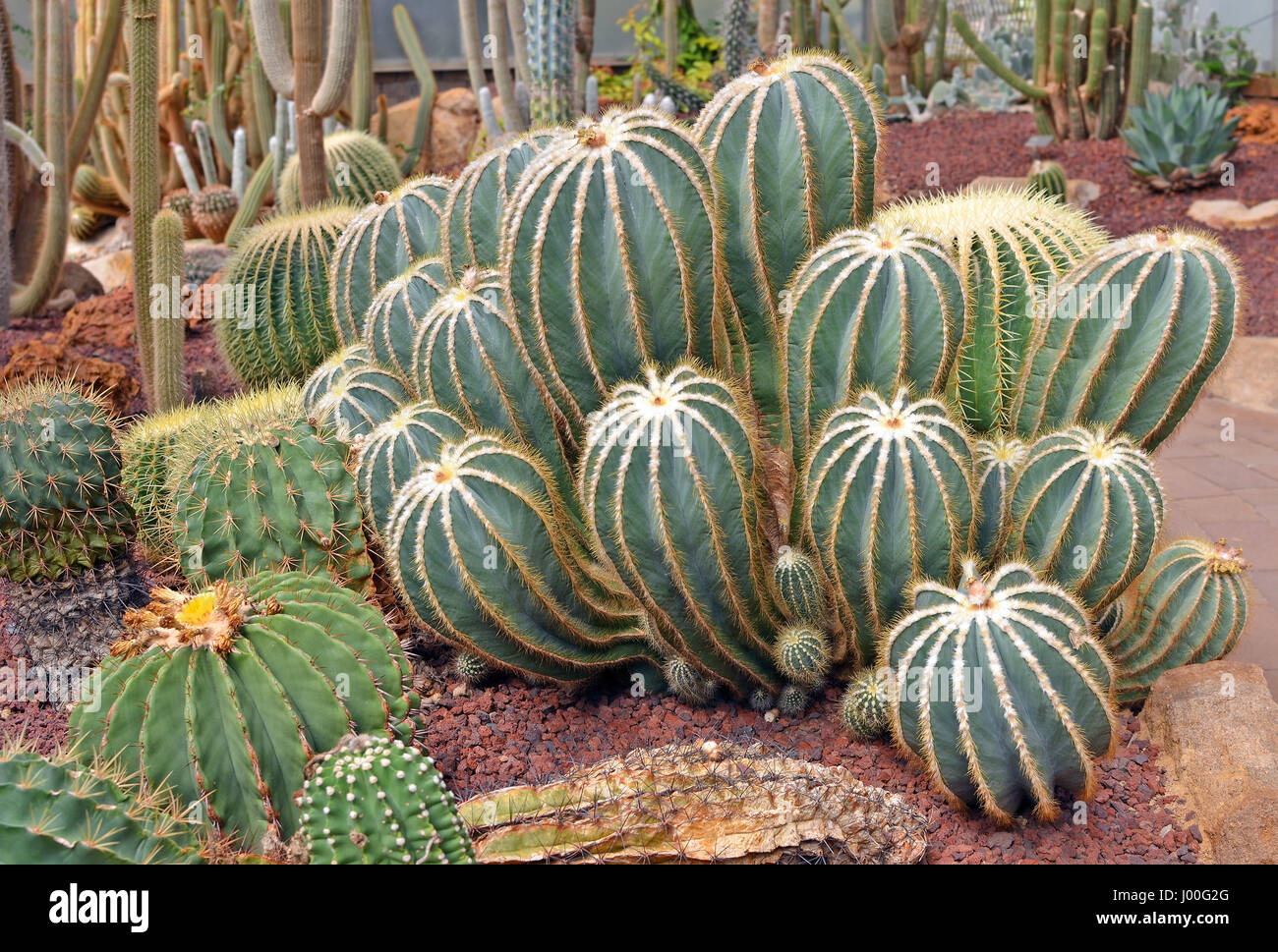 Ball cactus, Parodia magnifica, and assorted other cacti growing in a glasshouse Stock Photo