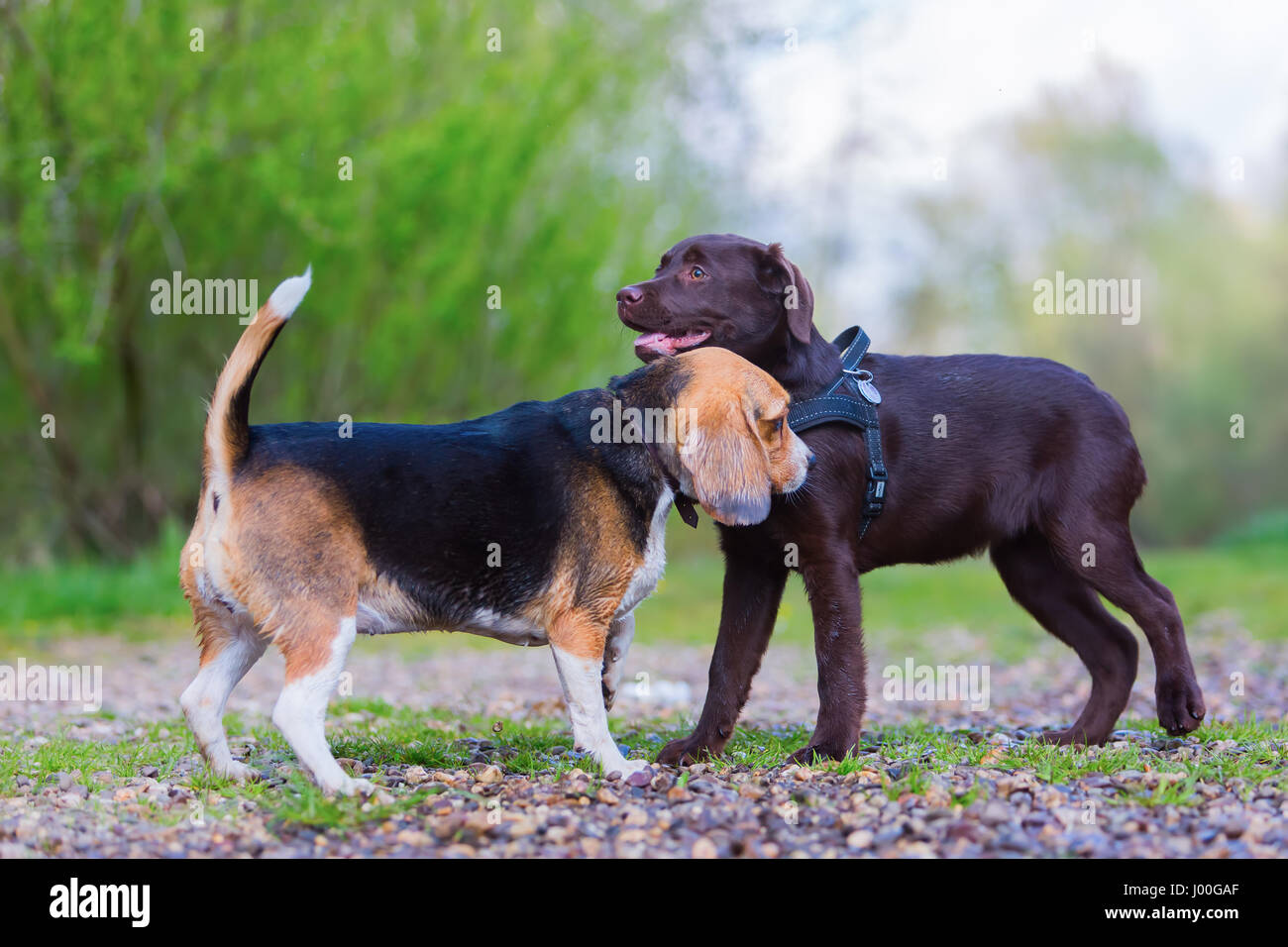 labrador and beagle