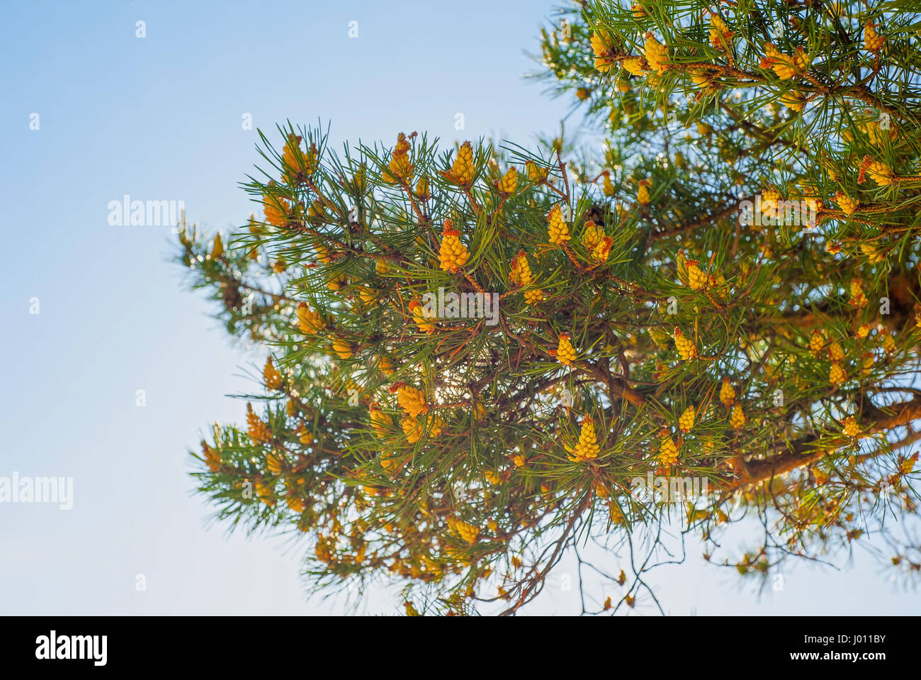 Branch of pine tree with needles and little cones Stock Photo - Alamy