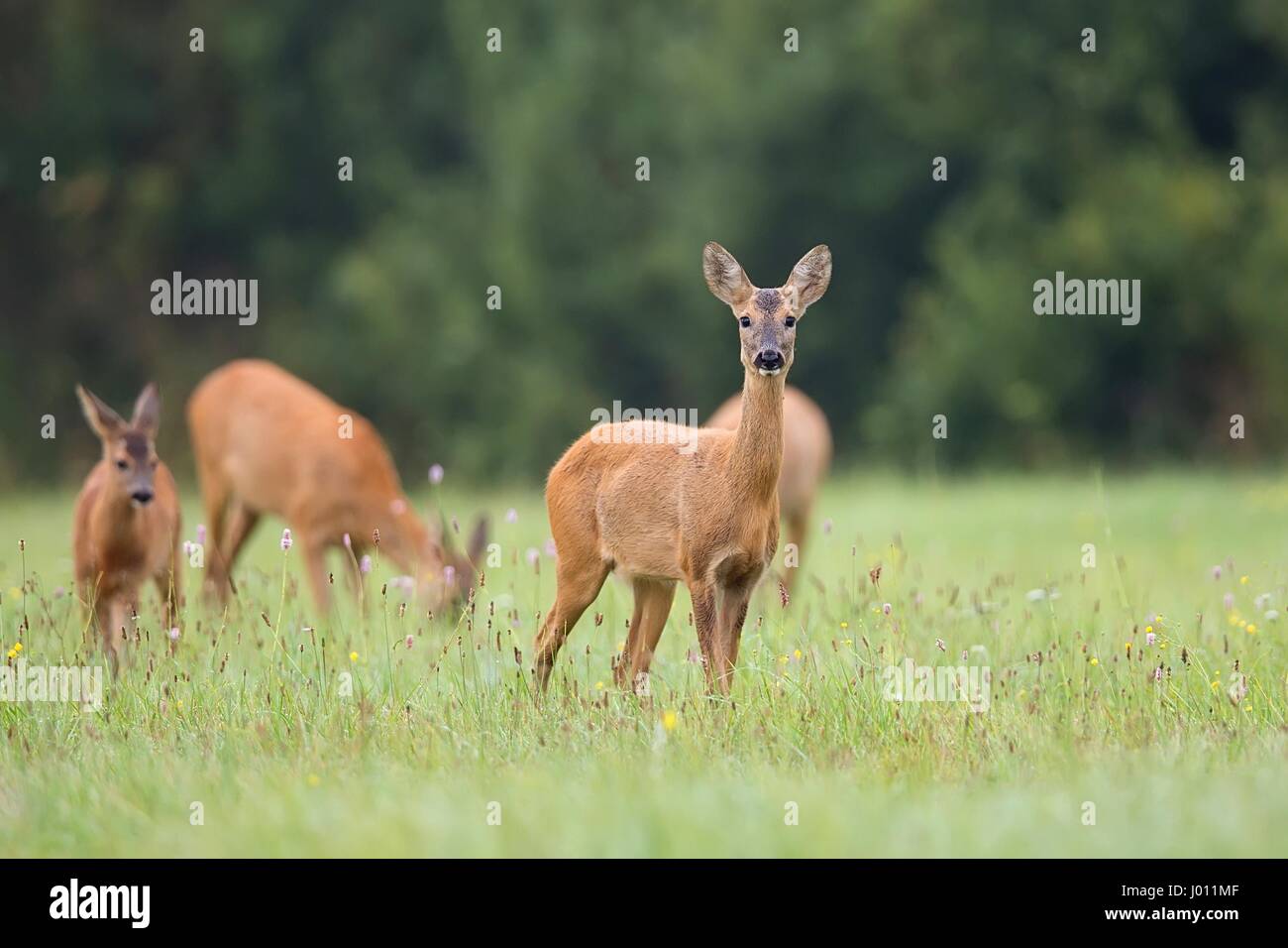 Family of roe deer hi-res stock photography and images - Alamy