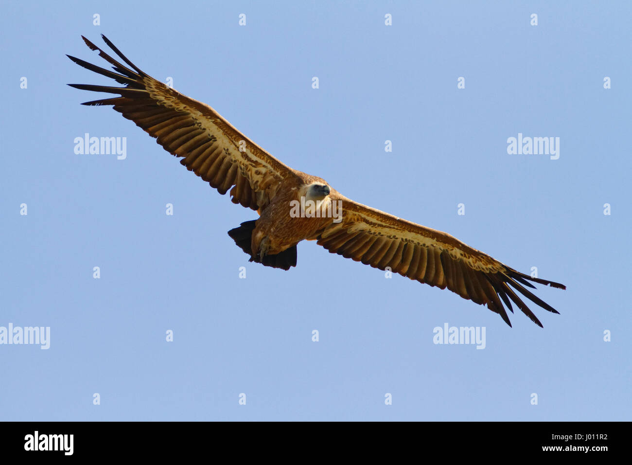 The griffon vulture in flight against blue sky on Cres island Stock Photo