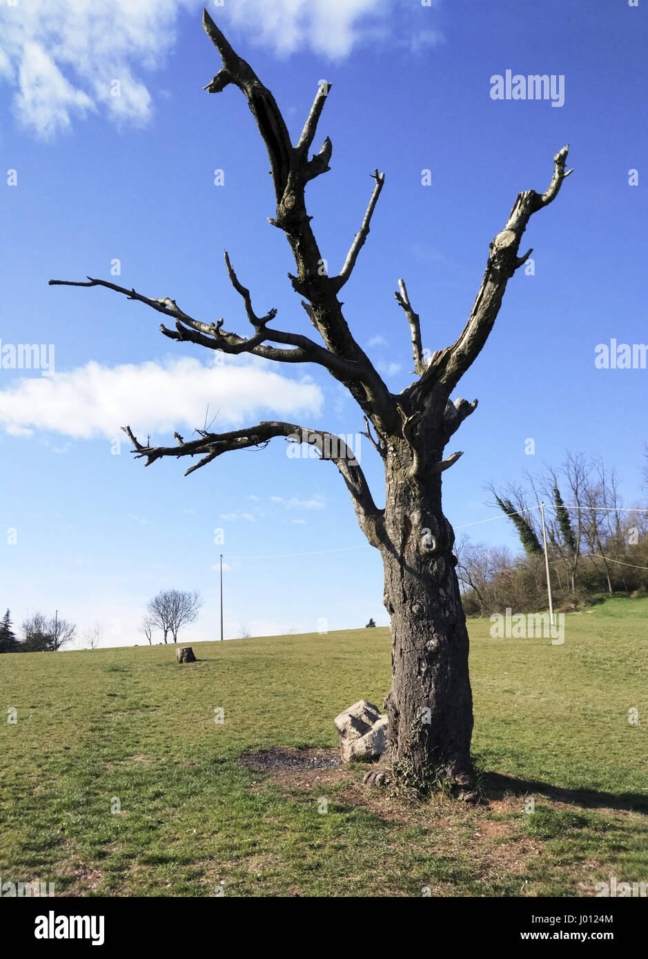 Dead cherry tree hires stock photography and images Alamy