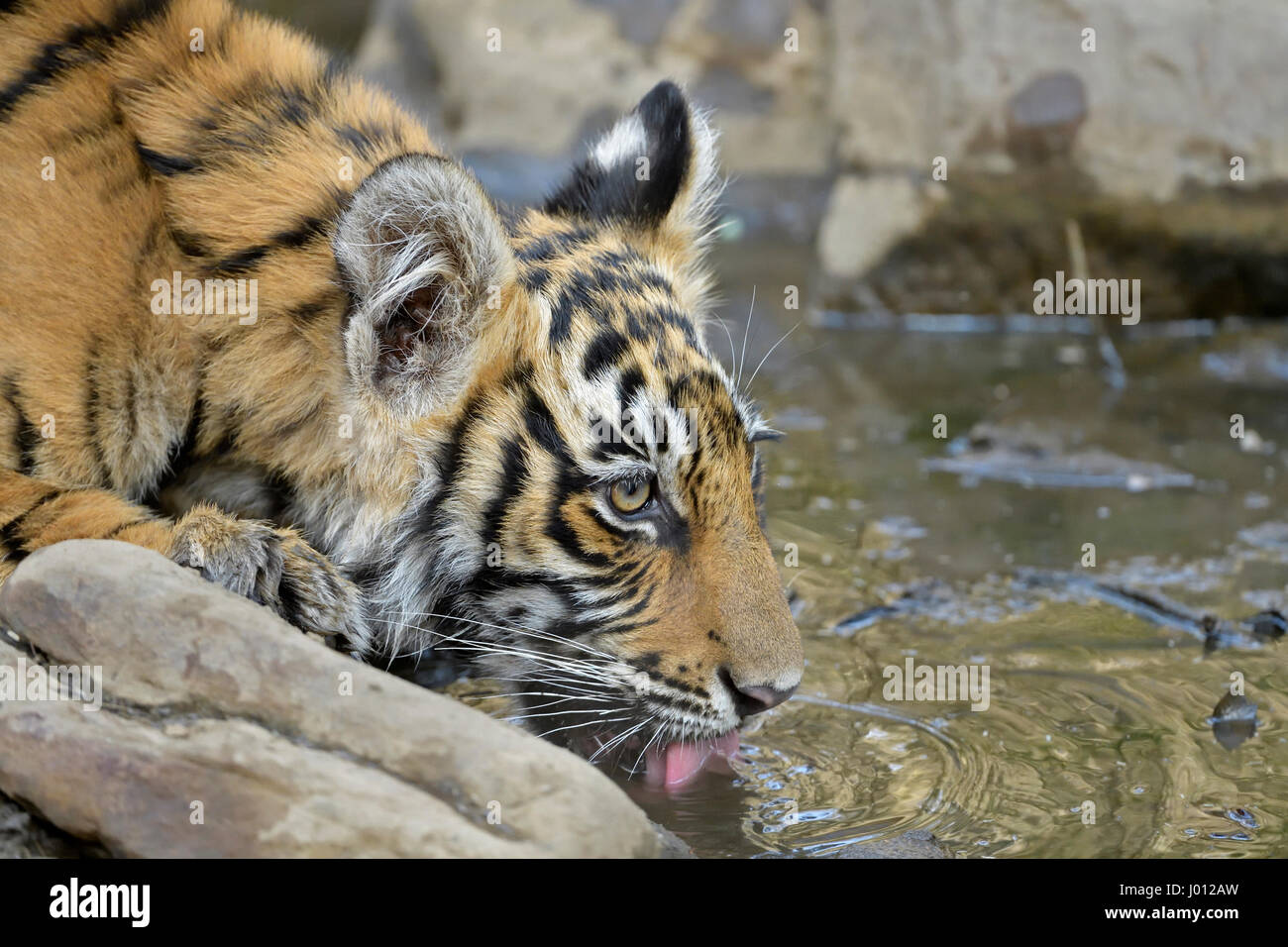 Wild tiger cub drinking water from a small pond in Ranthambhore national park of India Stock Photo