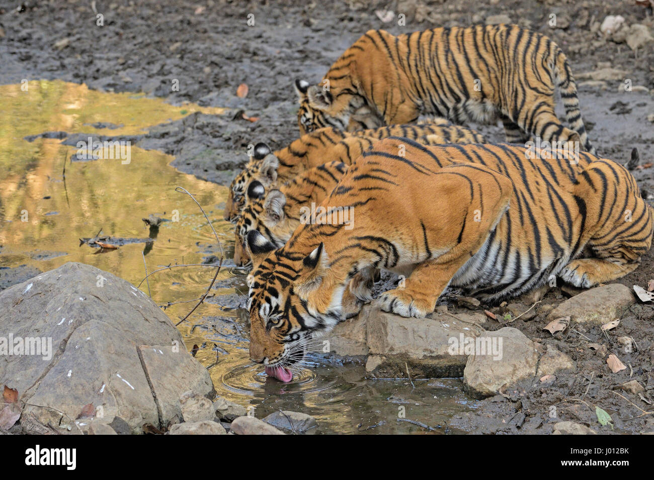 A wild tigress with her young cubs drinking water from a small pond in Ranthambhore national park of India Stock Photo