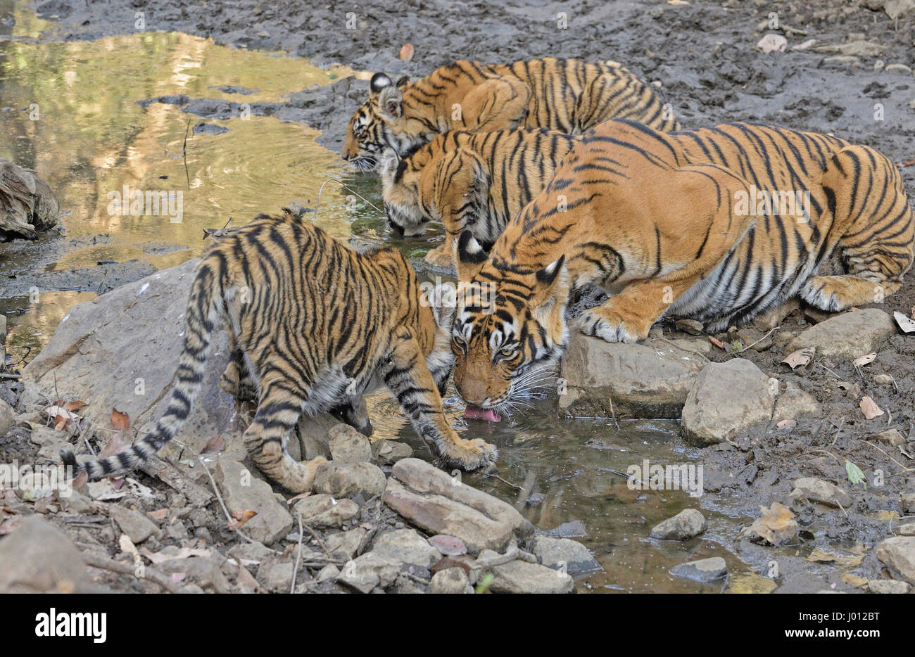 A wild tigress with her young cubs drinking water from a small pond in Ranthambhore national park of India Stock Photo