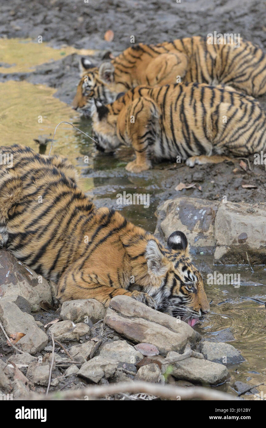 Wild tiger cubs drinking water from a small pond in Ranthambhore national park of India Stock Photo