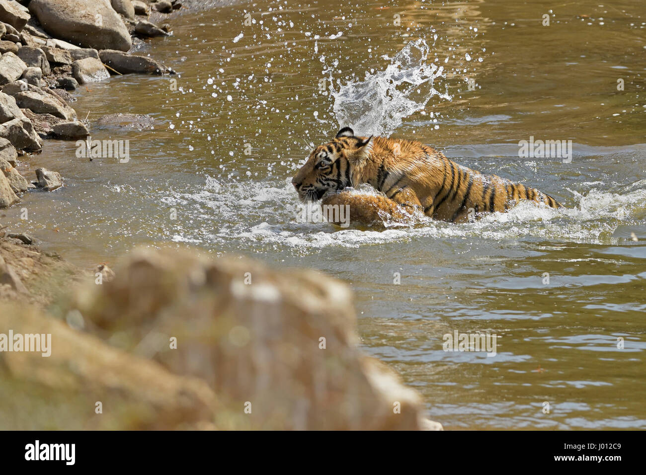 A wild tiger playing in a water hole during the hot and dry summers in Ranthambhore tiger reserve of India Stock Photo