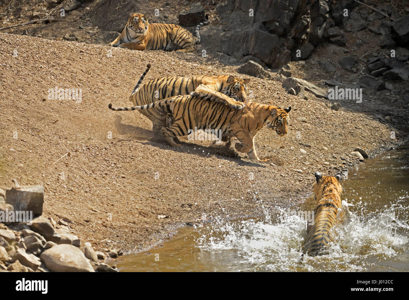 A family of tigers, mother with her three sub-adult cubs cooling off in a water hole during the hot and dry summers in Ranthambhore tiger reserve of I Stock Photo