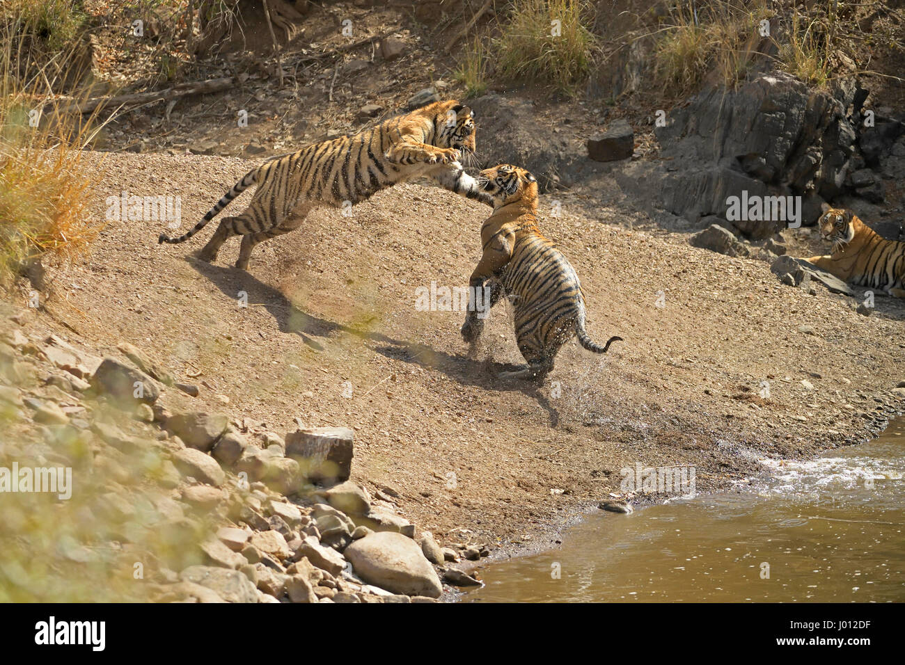 A family of tigers, mother with her two sub-adult cubs play fighting in a water hole during the hot and dry summers in Ranthambhore tiger reserve of I Stock Photo