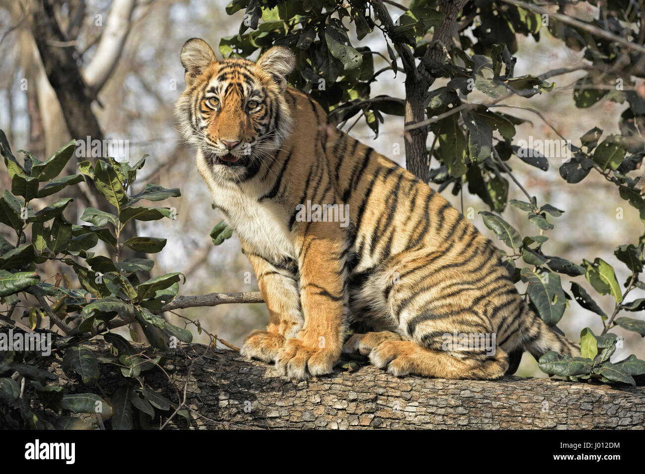 A wild tiger cub sitting on the trunk of a tree in Ranthambhore tiger reserve of India Stock Photo
