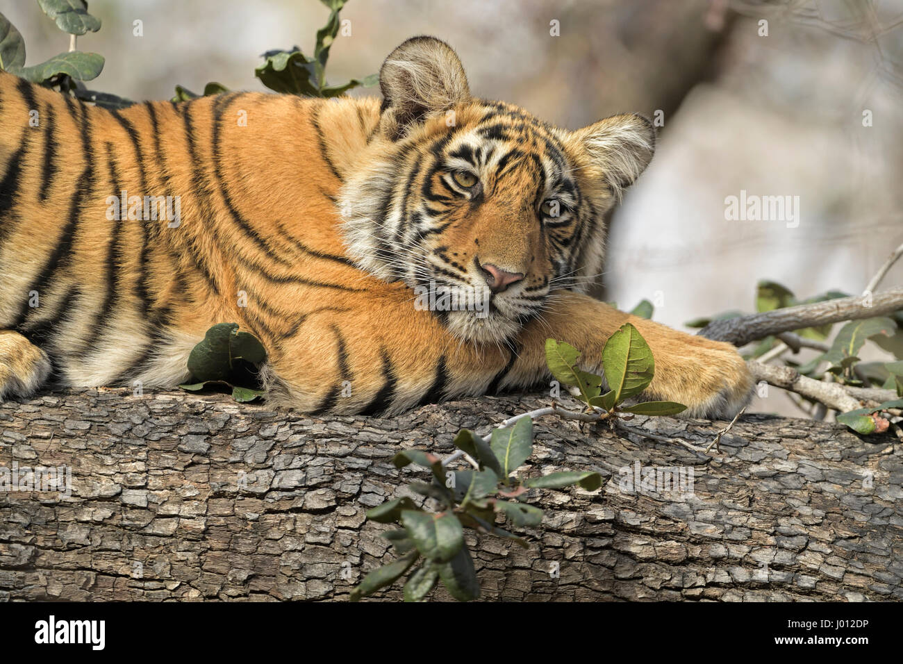 A wild tiger cub sleeping on the trunk of a tree in Ranthambhore tiger reserve of India Stock Photo