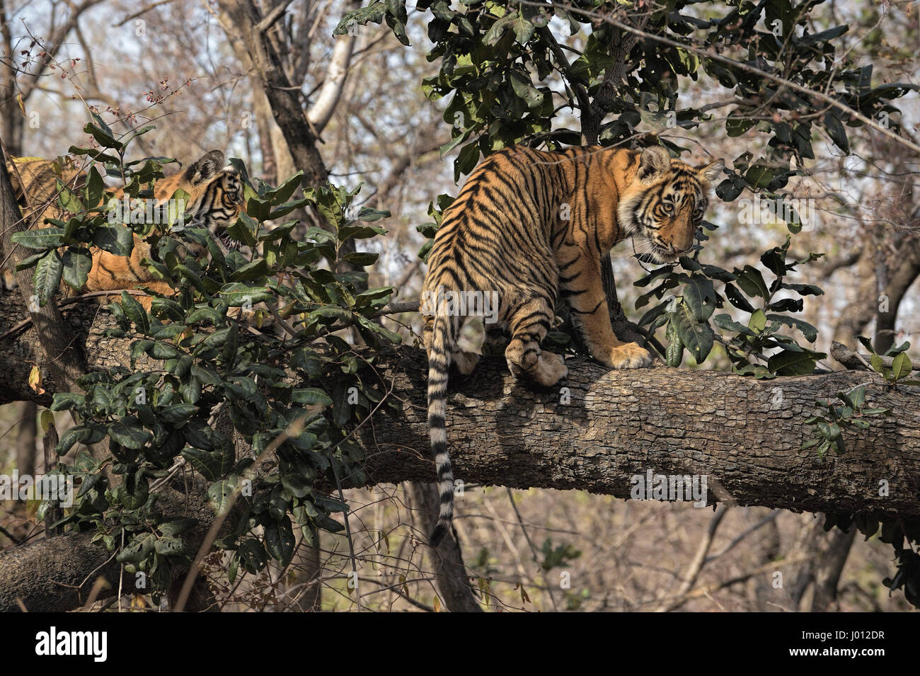 Two wild tiger cubs sitting on the trunk of a tree in Ranthambhore tiger reserve of India Stock Photo