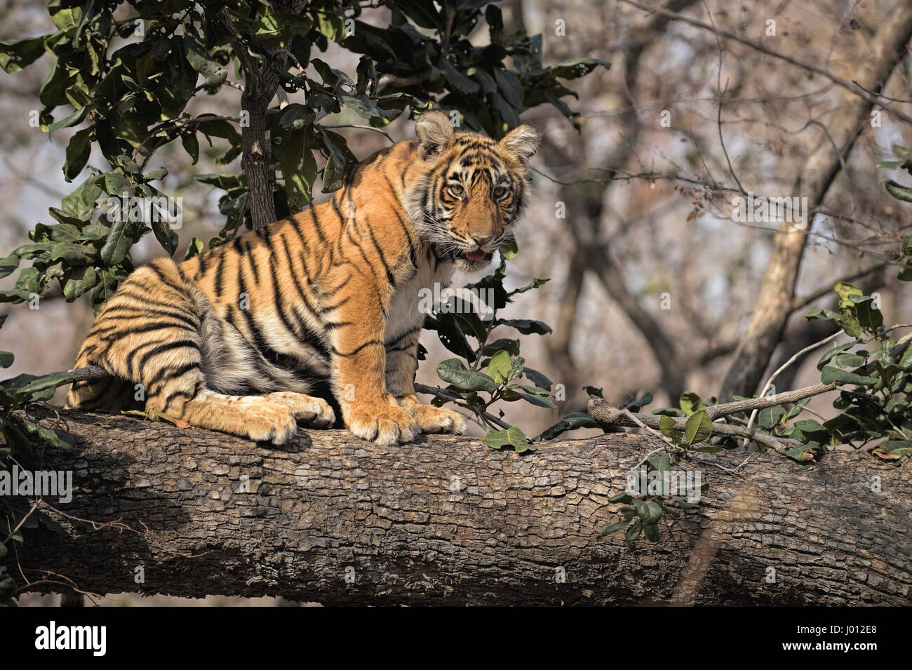 A wild tiger cub sitting on the trunk of a tree in Ranthambhore tiger reserve of India Stock Photo