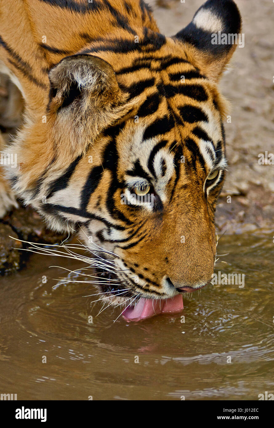 Wild tiger drinking water from a small pond in Ranthambhore national park of India Stock Photo