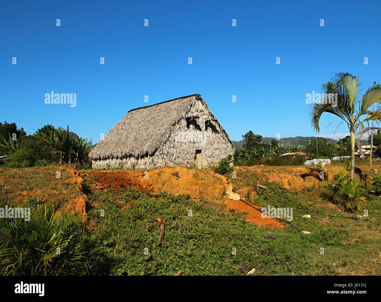 hut for drying tabacco leaves, Vinales Valley, The national park of Vinales,  Cuba Stock Photo