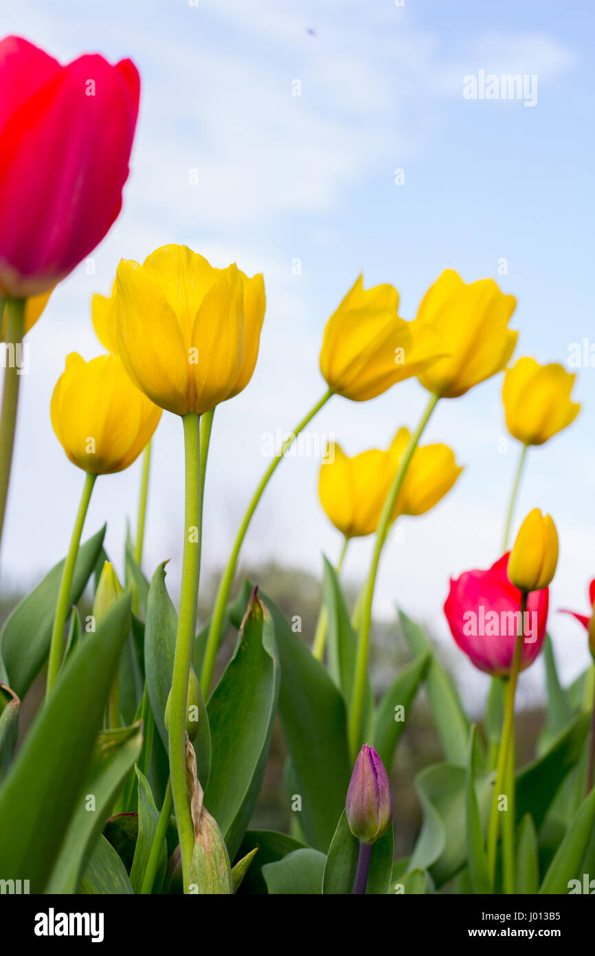 tulips garden with blue sky Stock Photo - Alamy