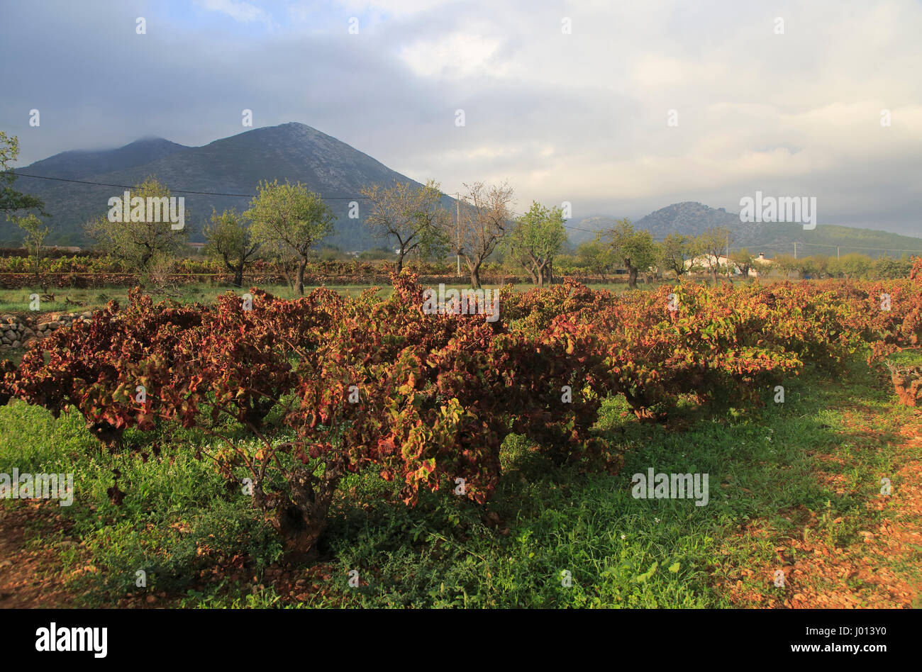 Valley land used for growing grapes near village of Lliber, Marina Alta, Alicante province, Spain Stock Photo