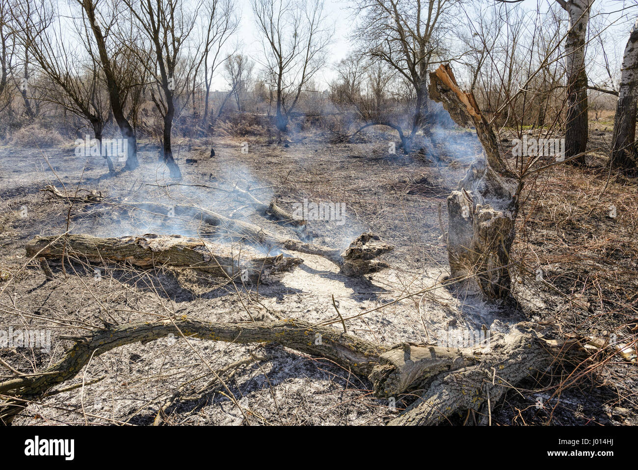 Burning and smoking trees in burnt wasteland. Stock Photo