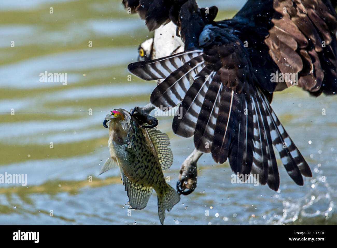 An Osprey tried to grab a crappie that was already hooked by a fisherman at Fernan Lake in north Idaho. Stock Photo