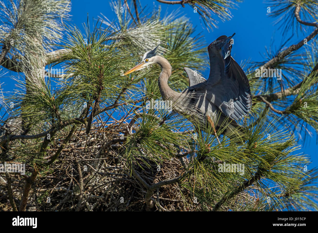 A great blue heron sits in a tree in north Idaho protecting the nest. Stock Photo