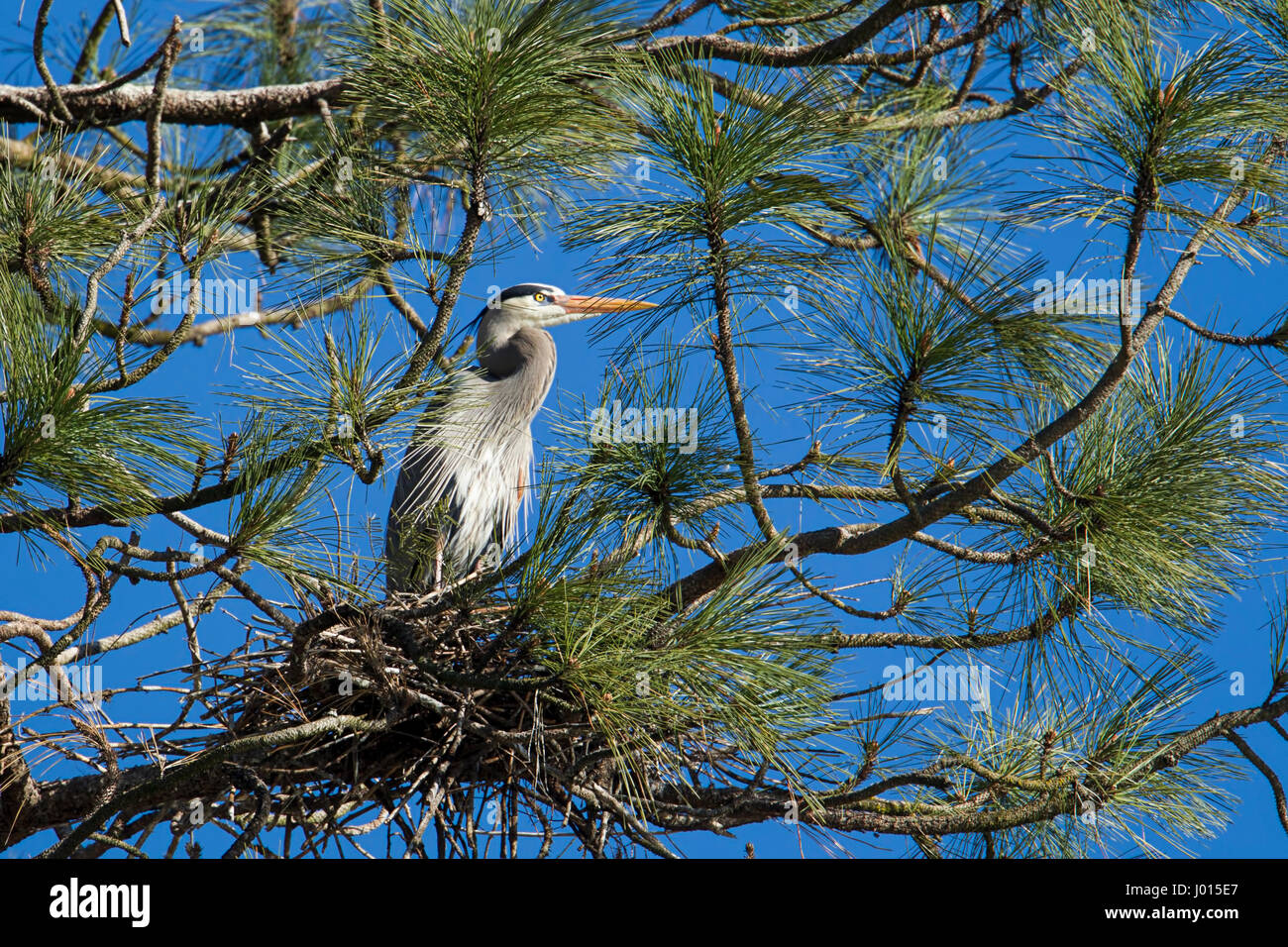 A great blue heron sits in a tree in north Idaho protecting the nest. Stock Photo