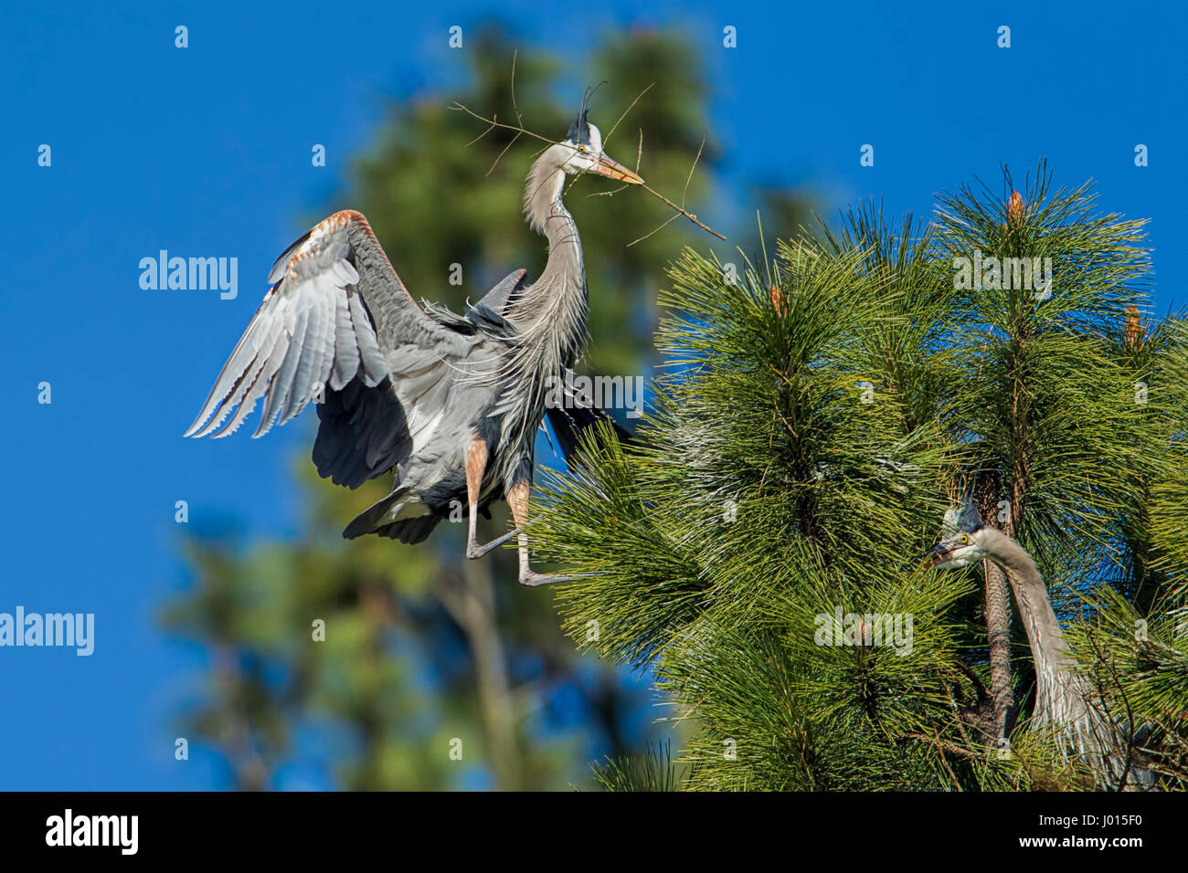 Great blue heron flies in with a branch to build a nest by Fernan Lake in north Idaho. Stock Photo